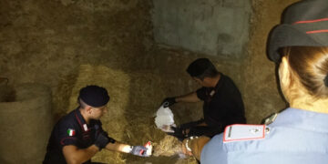 Crotone: esplosivo tra le galline, si aggrava posizione di Gerace