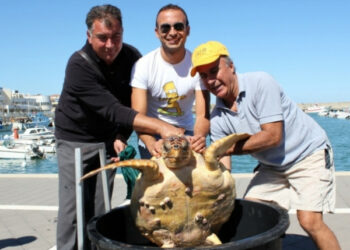 Recuperata a Cariati tartaruga ‘Caretta caretta’