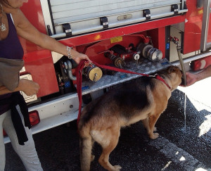 Pastore tedesco precipita in un burrone, salvato dai pompieri