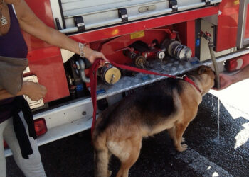 Pastore tedesco precipita in un burrone, salvato dai pompieri