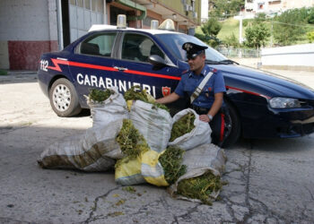 Scoperta maxi piantagione di cannabis a Mesoraca