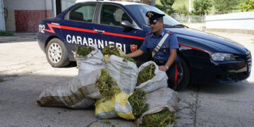 Scoperta maxi piantagione di cannabis a Mesoraca