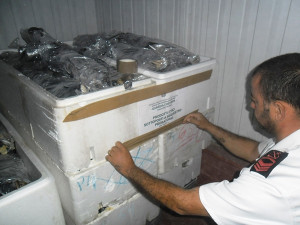 Sequestro pesce a Rossano (1)