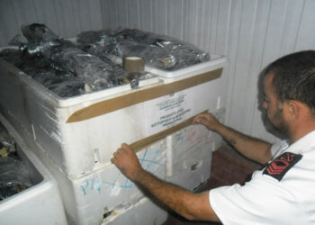 Tonni rossi e pesce spada sotto misura, sequestrati 205 esemplari a Rossano