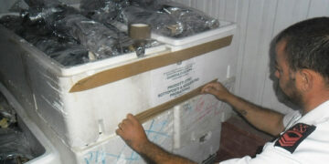 Tonni rossi e pesce spada sotto misura, sequestrati 205 esemplari a Rossano