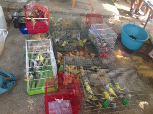 Vendita animali sulla bancarelle, deferite 5 persone a Roccabernarda (1)