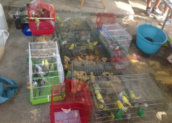 Vendita animali sulla bancarelle, deferite 5 persone a Roccabernarda