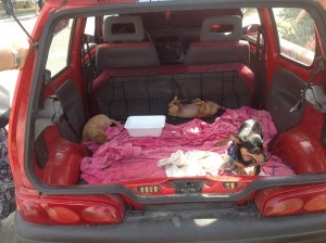 Vendita animali sulla bancarelle, deferite 5 persone a Roccabernarda (2)