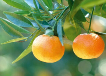 ‘Adottaunclementino’, iniziativa coriglianese innovativa e di qualita’