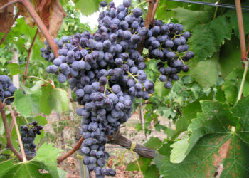 Dai vigneti cirotani, si ottiene l’80% della produzione vitivinicola calabrese