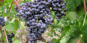 Dai vigneti cirotani, si ottiene l’80% della produzione vitivinicola calabrese