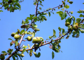 A Ciro’ si vive di aria buona e acqua fresca