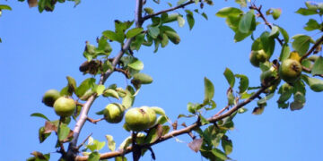 A Ciro’ si vive di aria buona e acqua fresca