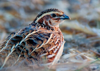 Caccia alle quaglie, sequestrate 18 apparecchiature elettromagnetiche illegali