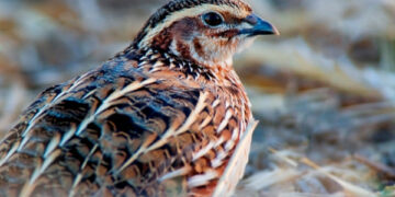 Caccia alle quaglie, sequestrate 18 apparecchiature elettromagnetiche illegali
