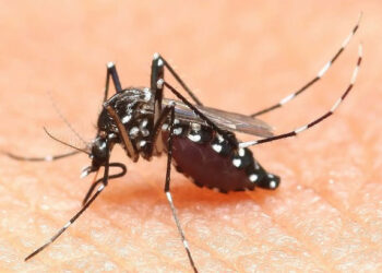 Allarme in Calabria per la presenza della zanzara tigre