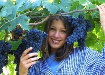 Lavorare in Italia ed all’Estero presso Aziende Vinicole