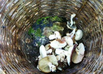 Raccolta funghi a Novacco, numerosi gli appassionati anche pugliesi