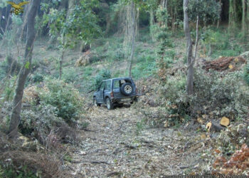 Rubano legna nel bosco comunale di Crucoli, denunciati