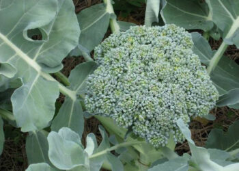 Distrutti raccolti alla Cooperativa Bioagrizoo di Crotone