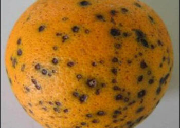 Allarme Coldiretti, stop import agrumi malati dal Sudafrica