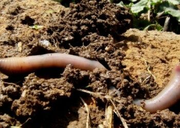 Pallagorio, progetto sperimentale per la lombricoltura