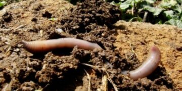 Pallagorio, progetto sperimentale per la lombricoltura