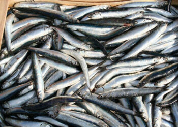 Assemblea dei pescatori a Cariati