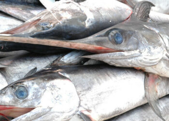 Stop alla pesca del pesce spada fino al 30 novembre