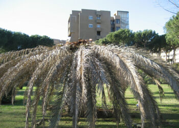 Il punteruolo rosso colpisce ancora