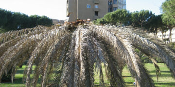 Il punteruolo rosso colpisce ancora