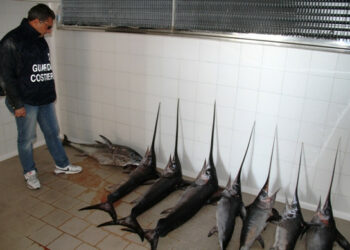 Pesca illegale, sequestrati pesce spada e tonni rossi a Crotone