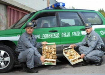 Multe ai venditori ambulanti di funghi nel crotonese