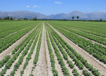 Terreni agricoli confiscati, Calabria al secondo posto in Italia