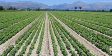 Terreni agricoli confiscati, Calabria al secondo posto in Italia