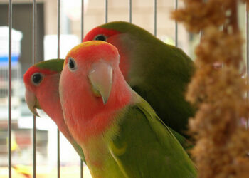 Al via la mostra ornitologica a Castrovillari