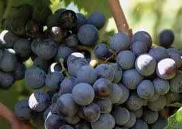 Sagra dell’uva a Donnici, spazio Di-Vino dell’associazione Kirone