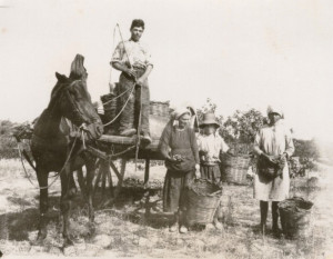 Vendemmia a cirò anni 50-60