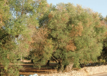 Batterio killer uccide gli ulivi, allarme nel Salento