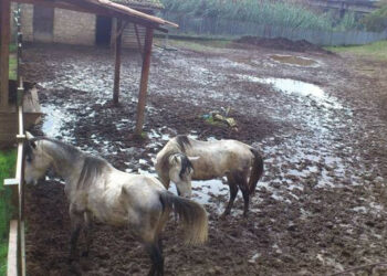 Animali Parco Robinson di Rende: il M5S lancia l’allarme