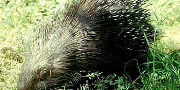 Avvistato un bellissimo esemplare di Istrice