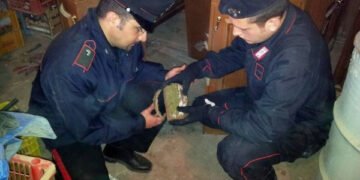 Marijuana in camera da letto, commerciante 34enne arrestato