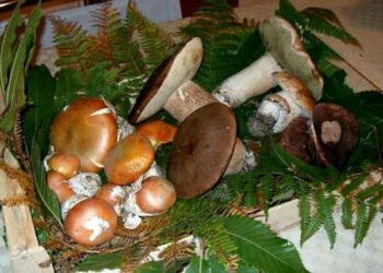 A Zagarise la mostra micologica Parco della Sila