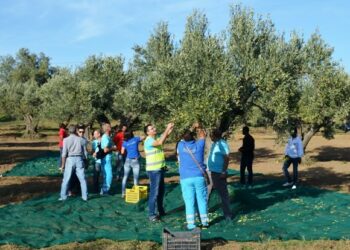 Raccolta delle olive con la Misericordia a Isola Capo Rizzuto