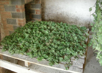 Scoperta maxi piantagione di marijuana a Vibo Valentia