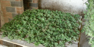 Scoperta maxi piantagione di marijuana a Vibo Valentia