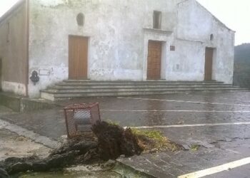 Il ciclone Cleopatra abbatte la vecchia quercia di Sant’Antonio