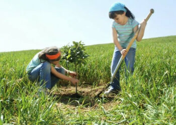 Castrovillari aderisce alla Giornata Nazionale degli Alberi