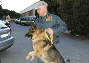 Droga, Gdf intensifica contrasto traffico illecito