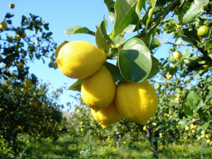 limoni